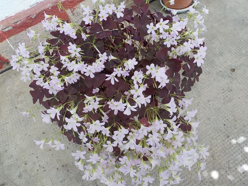  - oxalis triangularis
