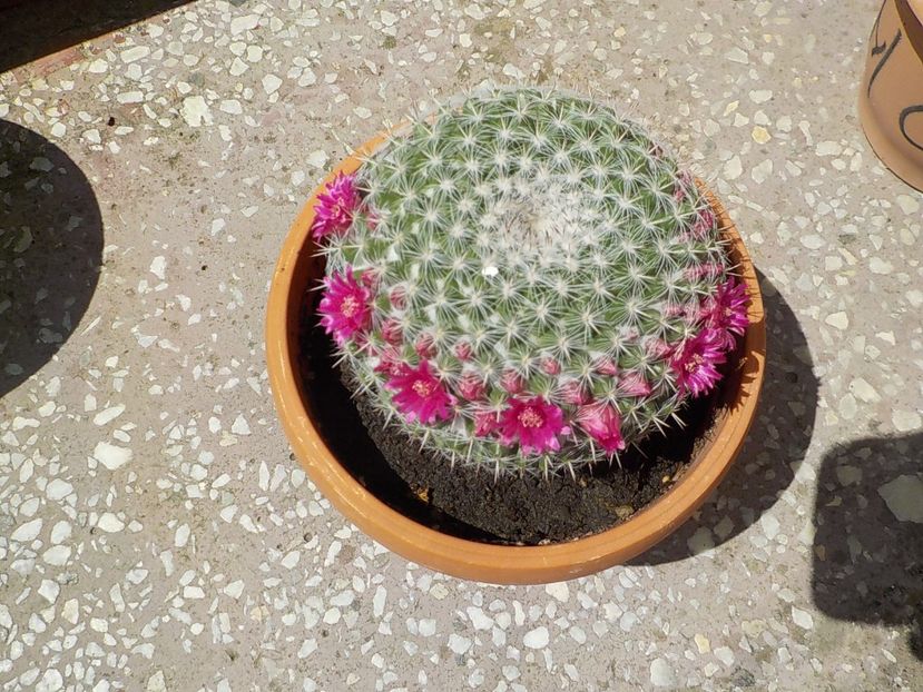  - mammillaria hahniana