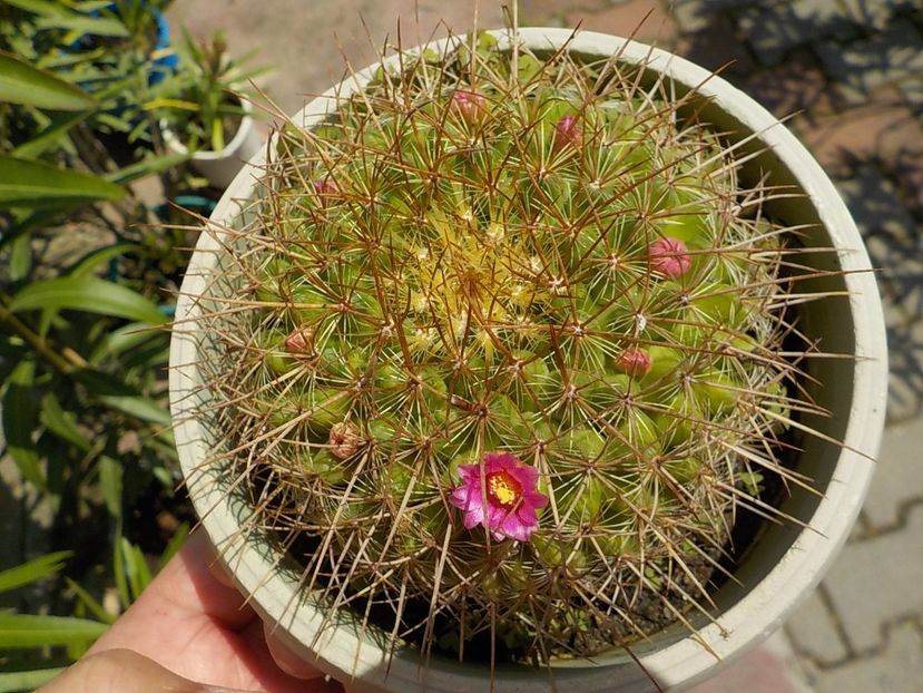  - mammillaria compresa