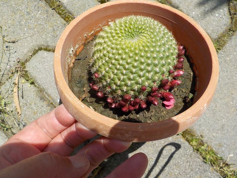  - rebutia minuscula