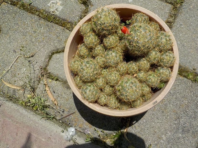  - mammillaria prolifera