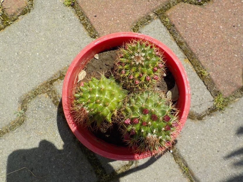  - mammilaria nejapensis 2025
