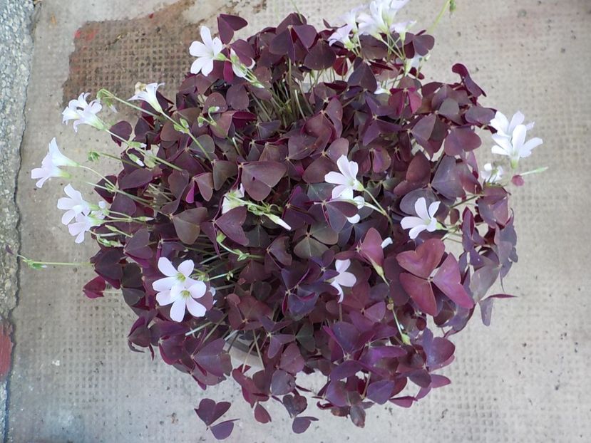  - oxalis triangularis