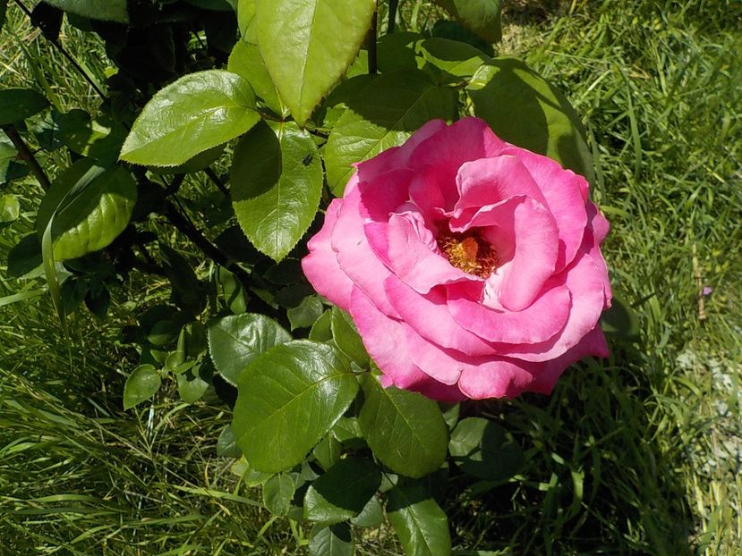  - Trandafiri in gradina mea