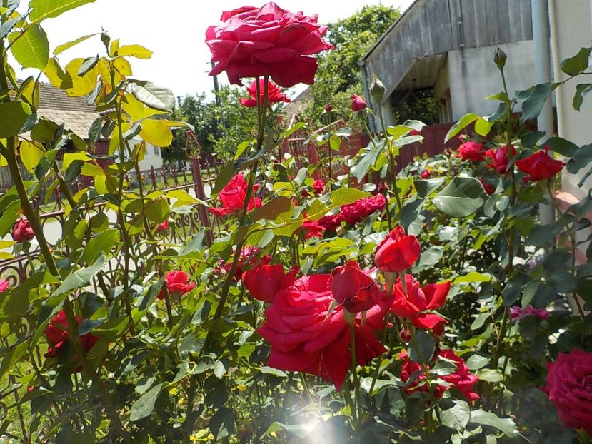  - Trandafiri in gradina mea