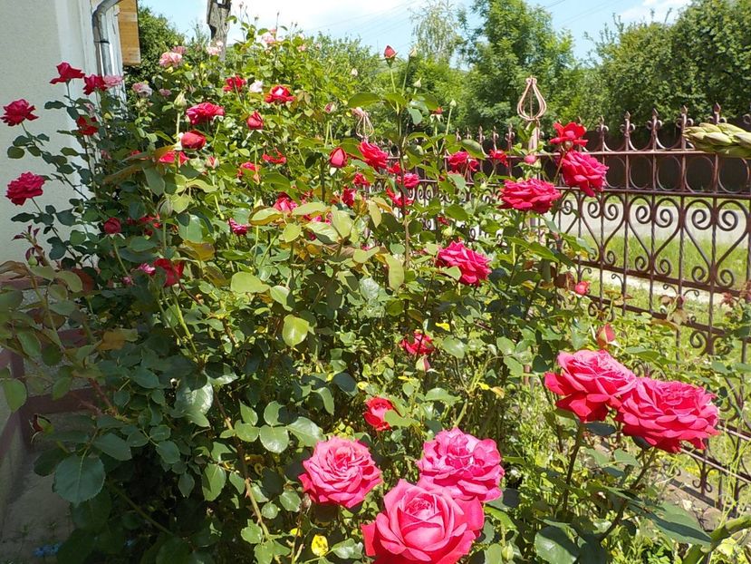  - Trandafiri in gradina mea