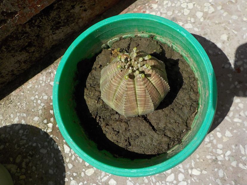  - euphorbia obesa