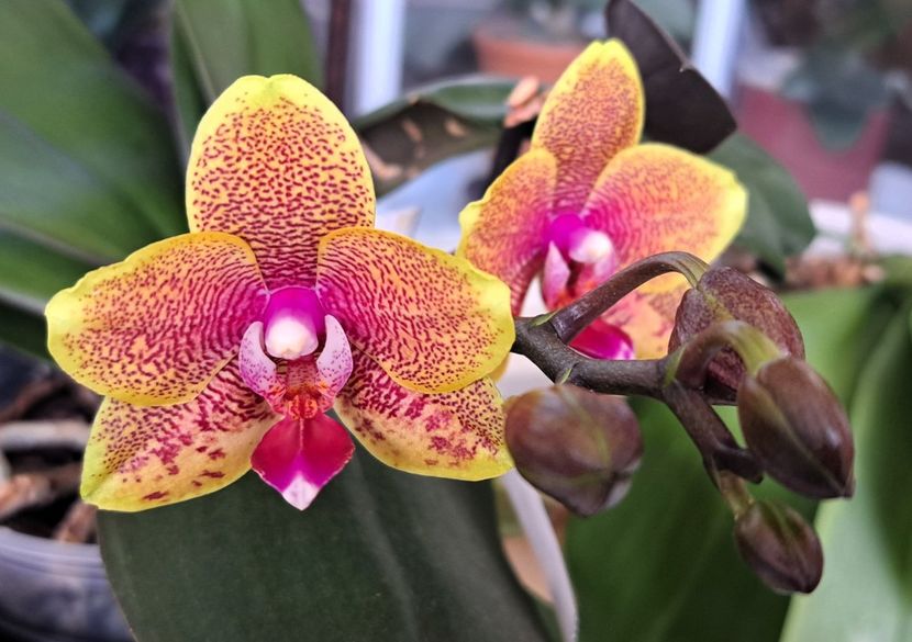  - Phalaenopsis 3