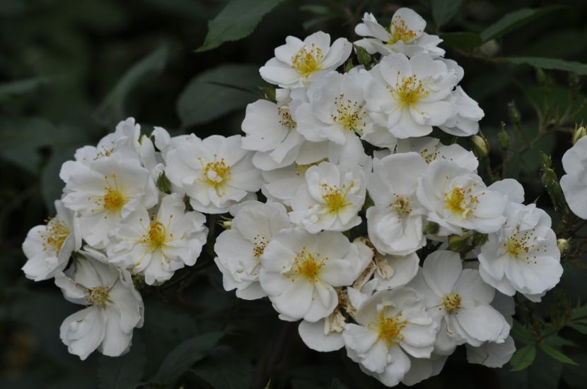 _DSC0001 - ANUL 2025