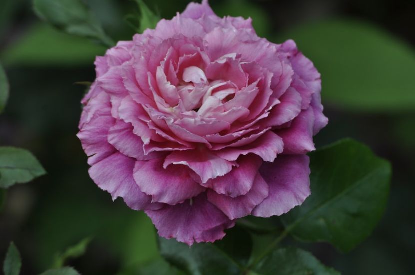 _DSC0007 - ANUL 2025