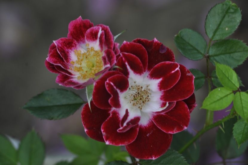 _DSC0009 - ANUL 2025