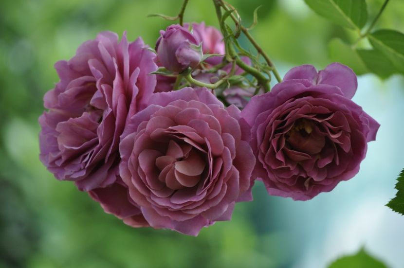 _DSC0010 - ANUL 2025