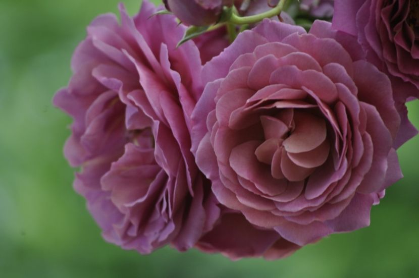 _DSC0011 - ANUL 2025