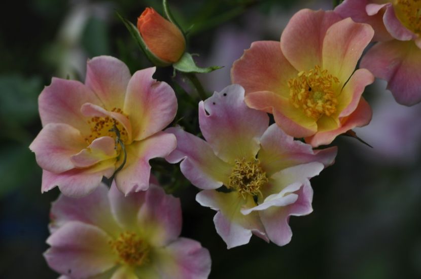 _DSC0015 - ANUL 2025