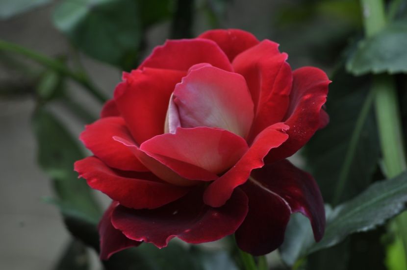 _DSC0017 - ANUL 2025