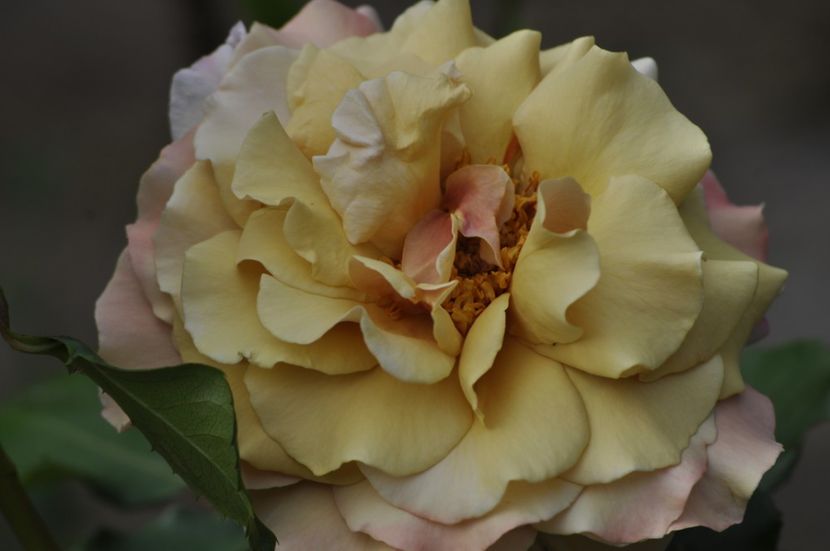 _DSC0018 - ANUL 2025