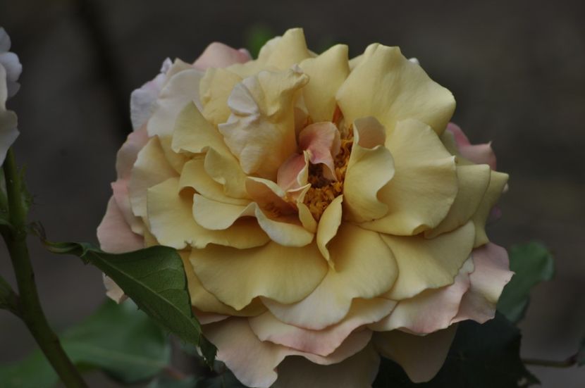 _DSC0019 - ANUL 2025