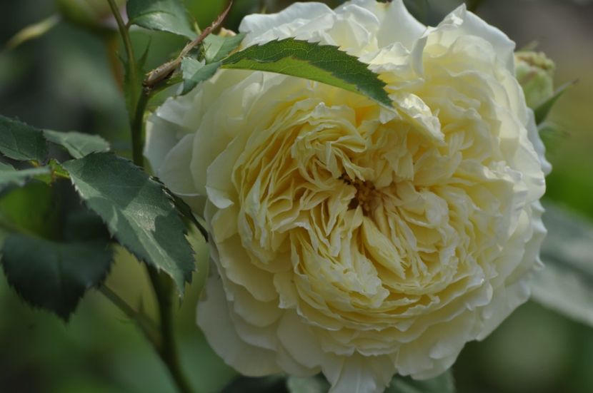 _DSC0033 - ANUL 2025