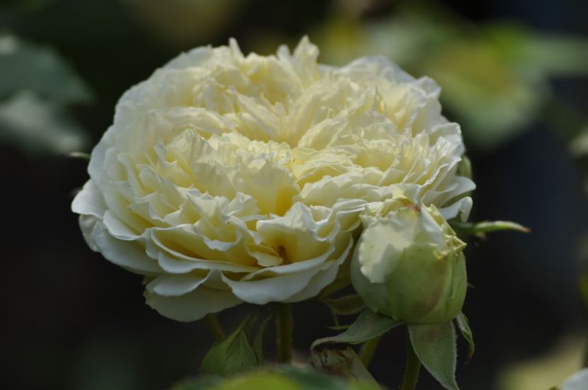 _DSC0034 - ANUL 2025