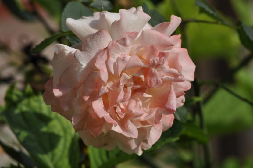 _DSC0038 - ANUL 2025