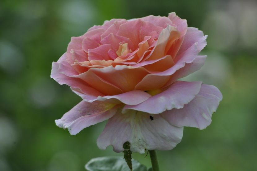 _DSC0047 - ANUL 2025