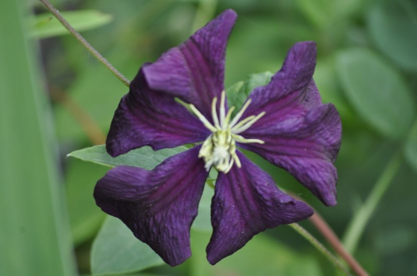 _DSC0050 - ANUL 2025