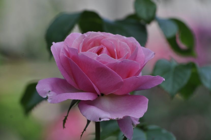 _DSC0055 - ANUL 2025