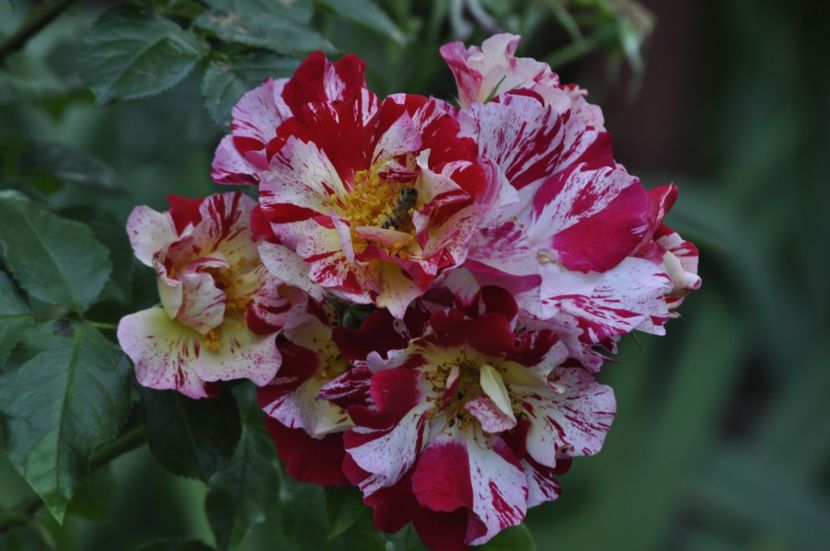 _DSC0057 - ANUL 2025