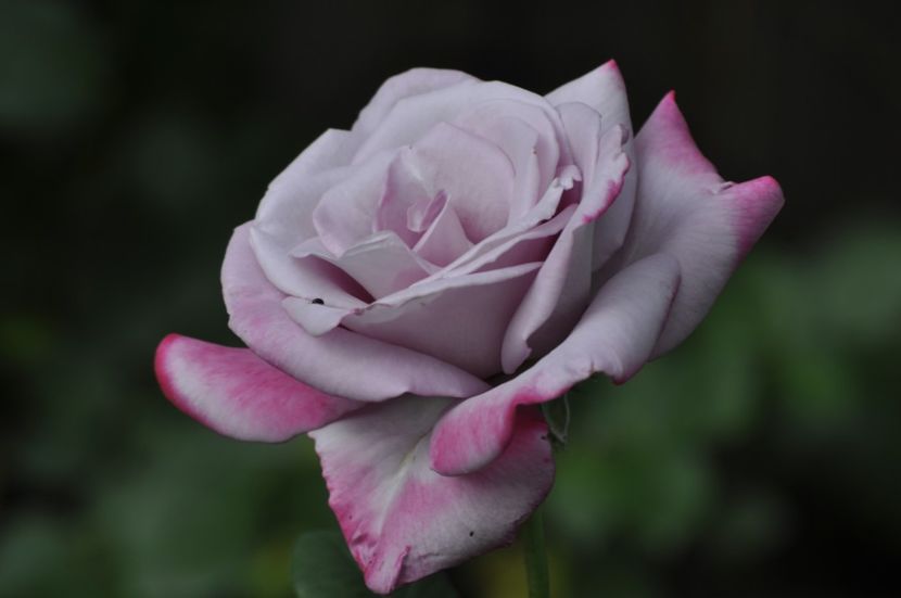 _DSC0058 - ANUL 2025