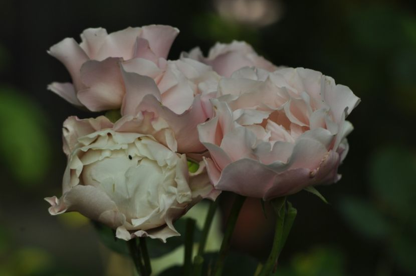 _DSC0070 - ANUL 2025