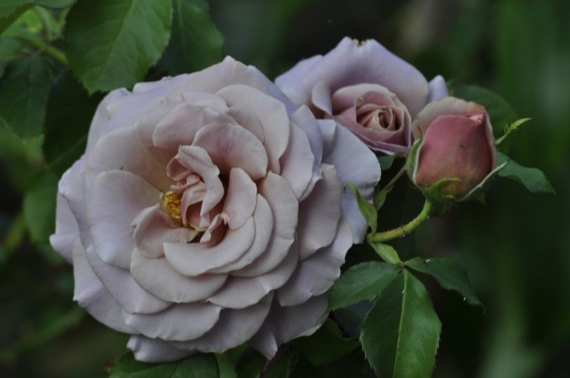 _DSC0076 - ANUL 2025