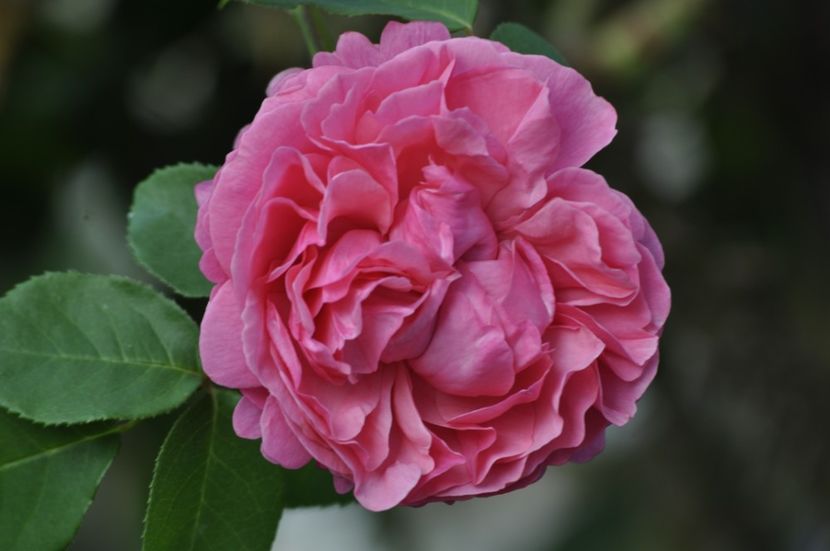 _DSC0081 - ANUL 2025