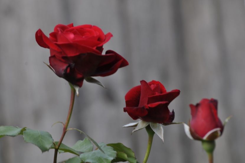 _DSC0085 - ANUL 2025