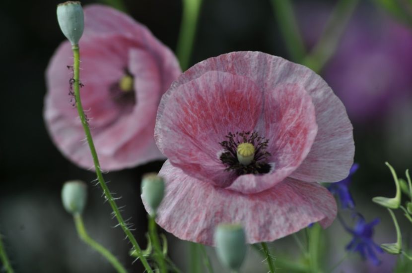 _DSC0098 - ANUL 2025