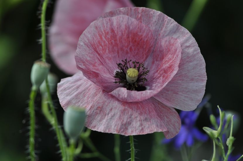 _DSC0099 - ANUL 2025