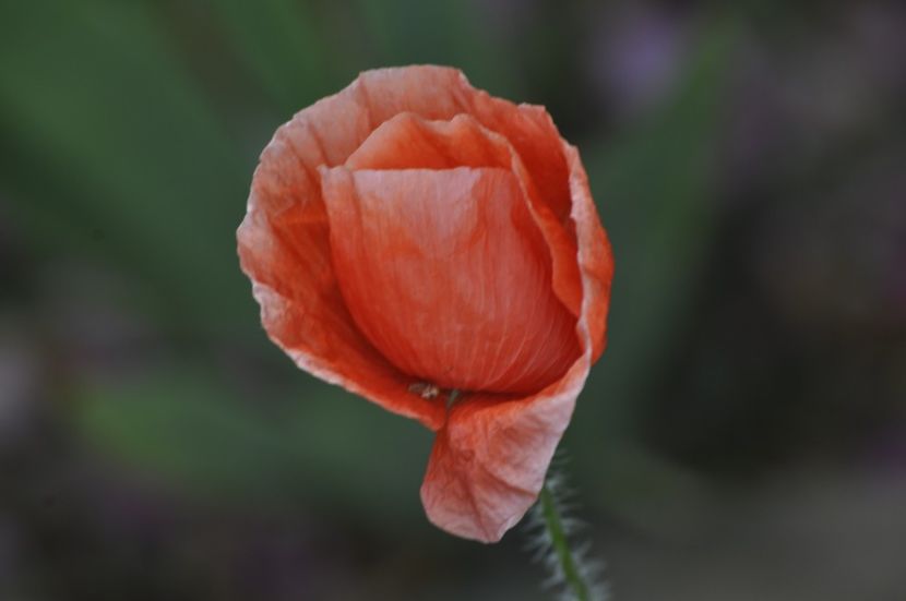 _DSC0105 - ANUL 2025