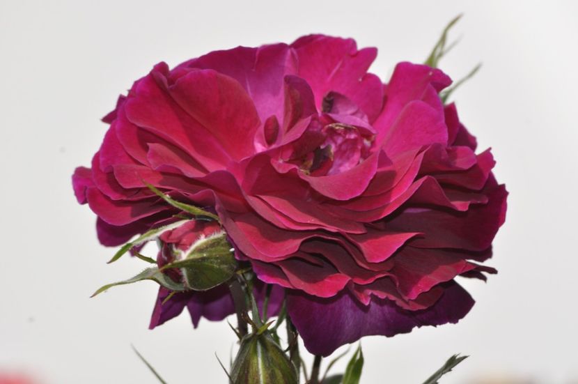 _DSC0109 - ANUL 2025