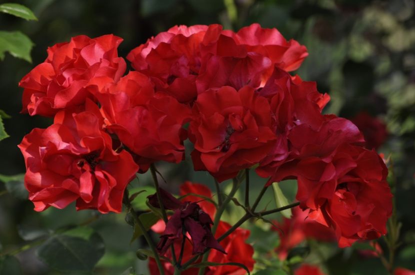 _DSC0114 - ANUL 2025