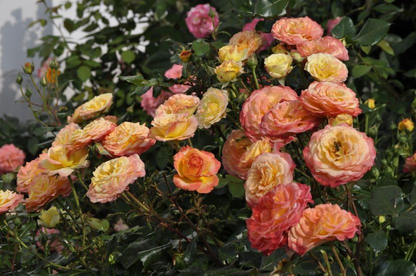 _DSC0120 - ANUL 2025