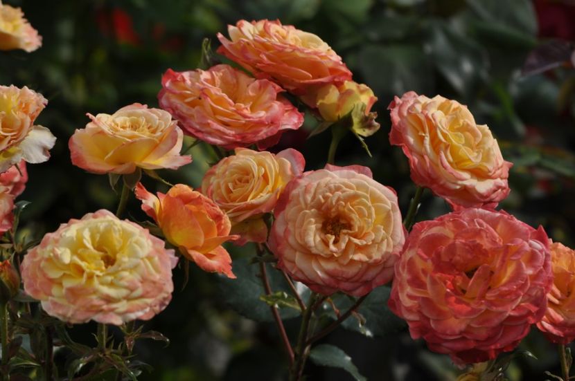 _DSC0124 - ANUL 2025