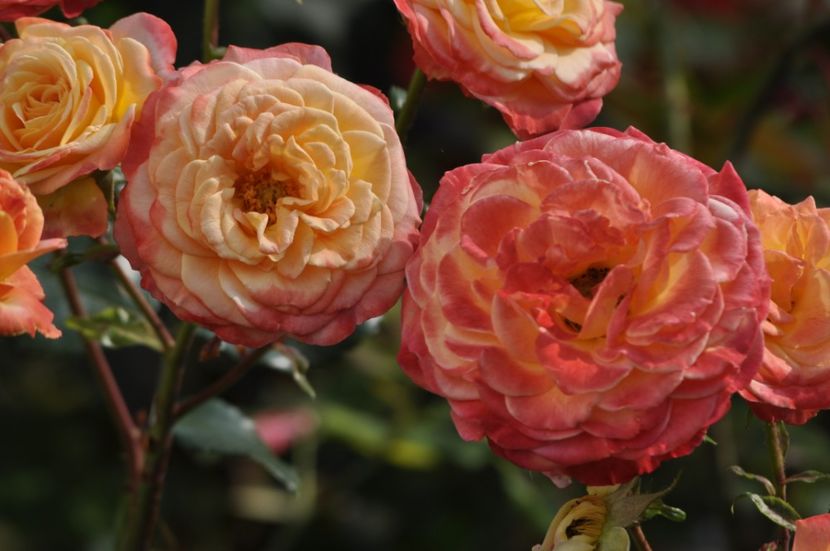 _DSC0125 - ANUL 2025