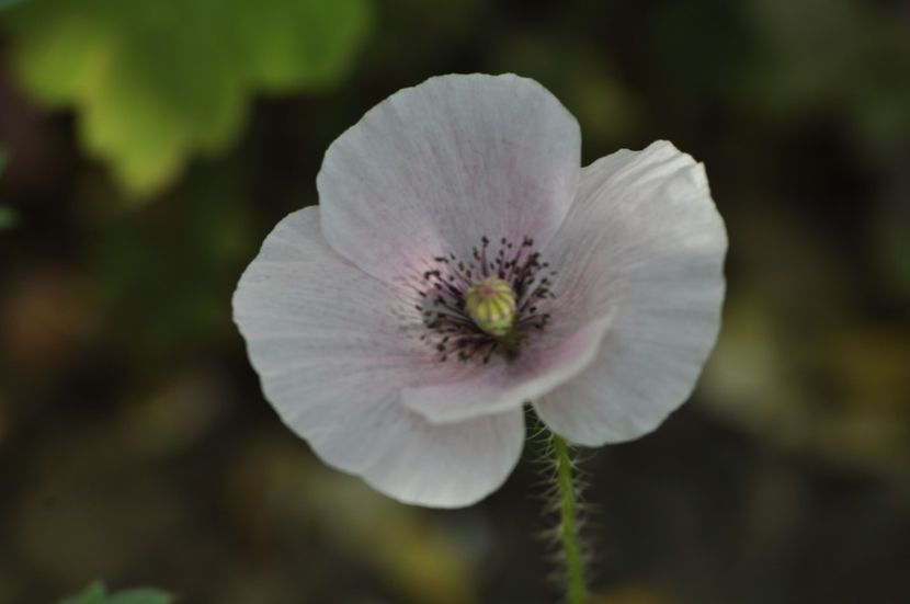 _DSC0134 - ANUL 2025