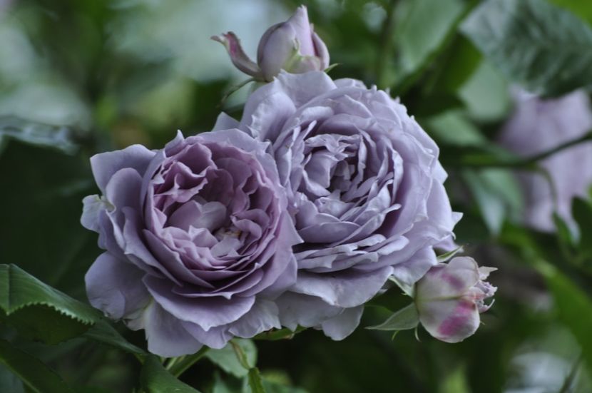 _DSC0140 - ANUL 2025