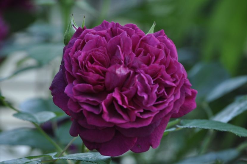 _DSC0146 - ANUL 2025