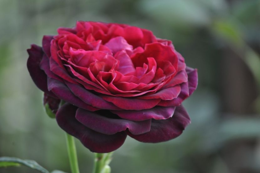 _DSC0149 - ANUL 2025