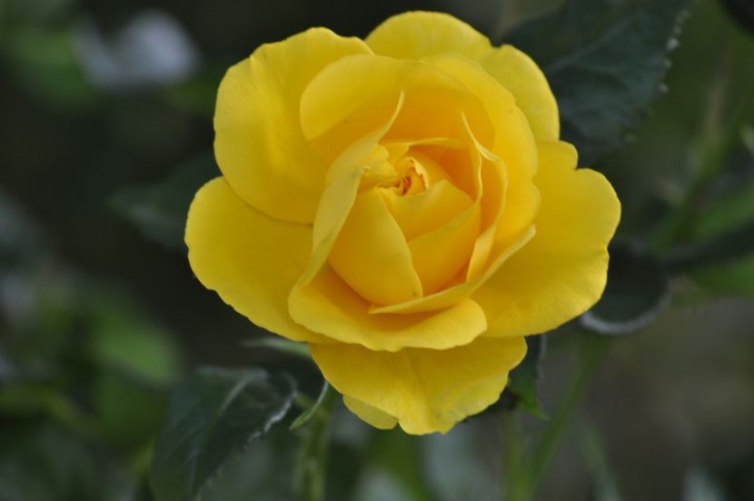 _DSC0163 - ANUL 2025