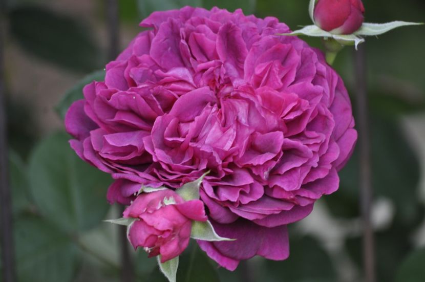 _DSC0167 - ANUL 2025