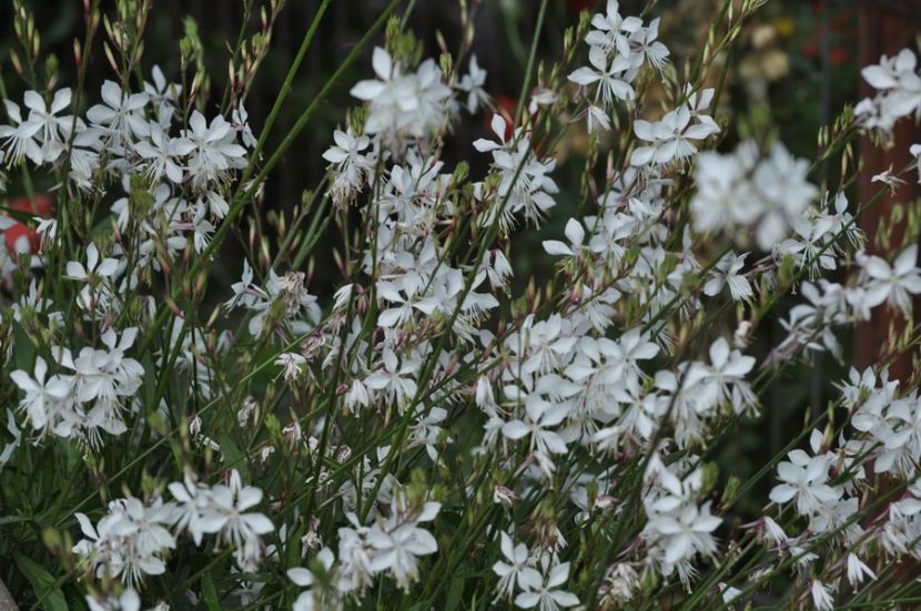 _DSC0175 - ANUL 2025