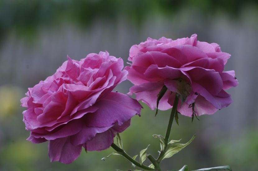 _DSC0181 - ANUL 2025