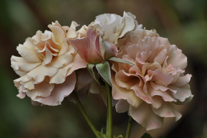 _DSC0187 - ANUL 2025